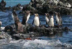 pinguinodelasgalapagos2